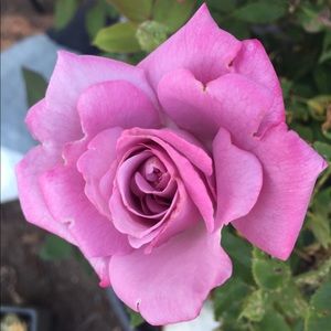 Meet your Posher, Laurel